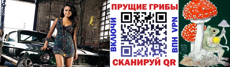 наркошоп Щёкино hydra ссылки Псилоцибиновые грибы Psilocybe
